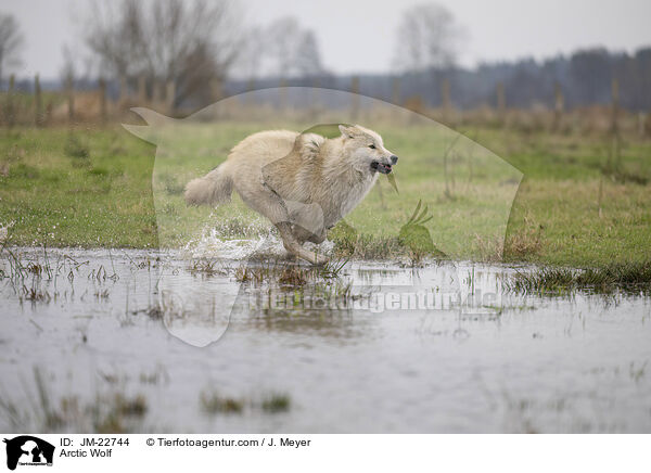 Polarwolf / Arctic Wolf / JM-22744