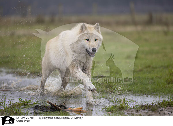 Polarwolf / Arctic Wolf / JM-22781