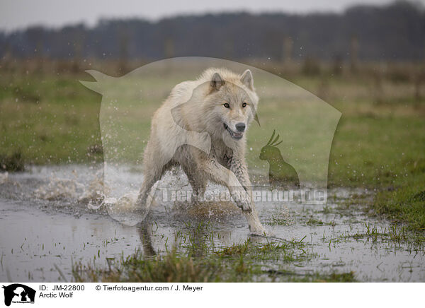 Polarwolf / Arctic Wolf / JM-22800