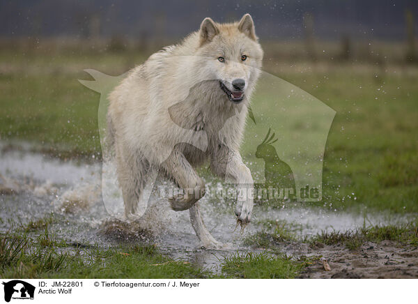 Polarwolf / Arctic Wolf / JM-22801