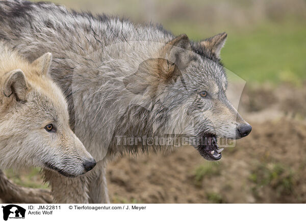 Polarwolf / Arctic Wolf / JM-22811