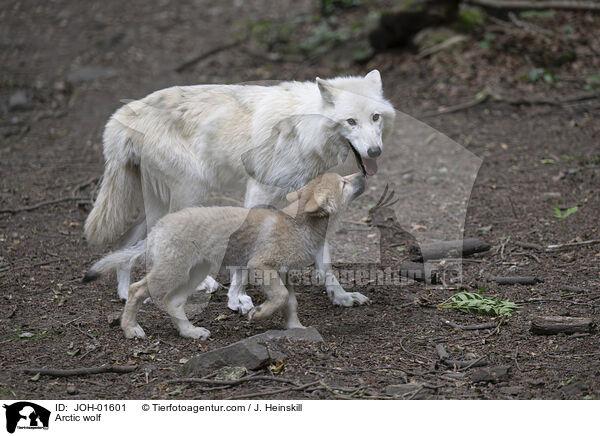 Polarwolf / Arctic wolf / JOH-01601