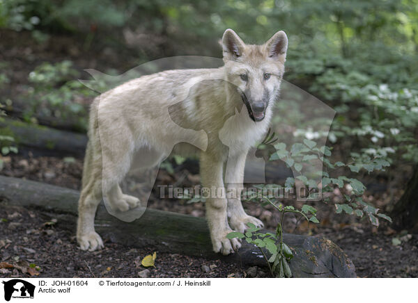 Polarwolf / Arctic wolf / JOH-01604