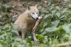 arctic wolf