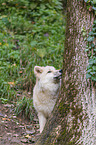 arctic wolf