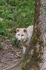 arctic wolf