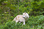 arctic wolf