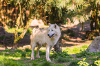 arctic wolf