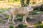arctic wolf