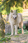 arctic wolf