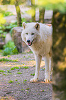 arctic wolf