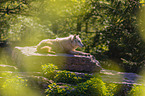arctic wolf