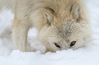 arctic wolf