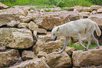 arctic wolf