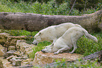 arctic wolves