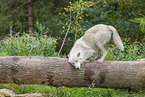 arctic wolf