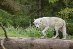 arctic wolf