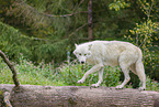 arctic wolf