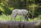 arctic wolf