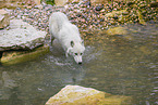 arctic wolf