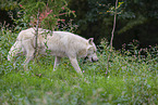 arctic wolf