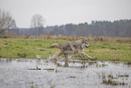 Arctic Wolf