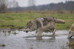 Arctic Wolf