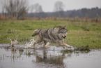 Arctic Wolf