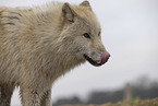Arctic Wolf