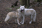 Arctic wolf