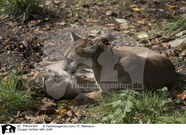 Cougar mother with child / PW-04597