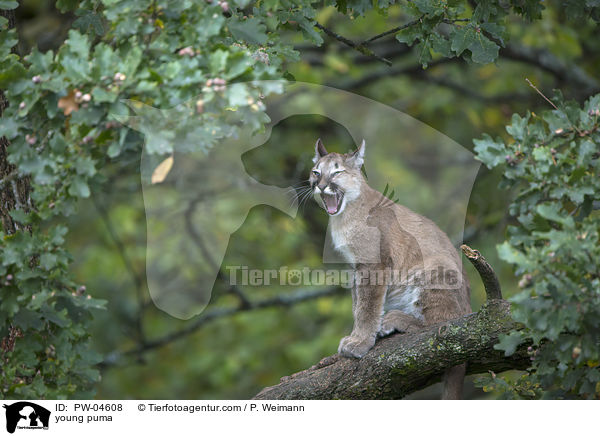 young puma / PW-04608