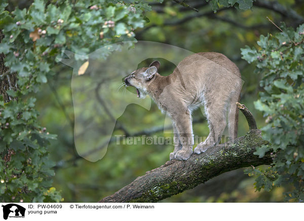 young puma / PW-04609