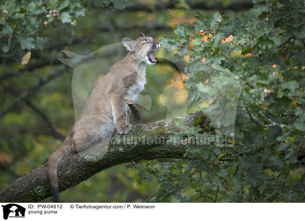 Junger Puma / young puma / PW-04612