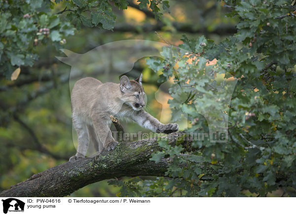 Junger Puma / young puma / PW-04616