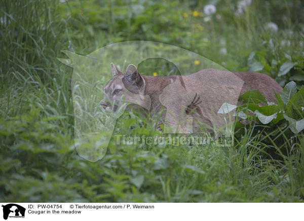 Puma in der Wiese / Cougar in the meadow / PW-04754