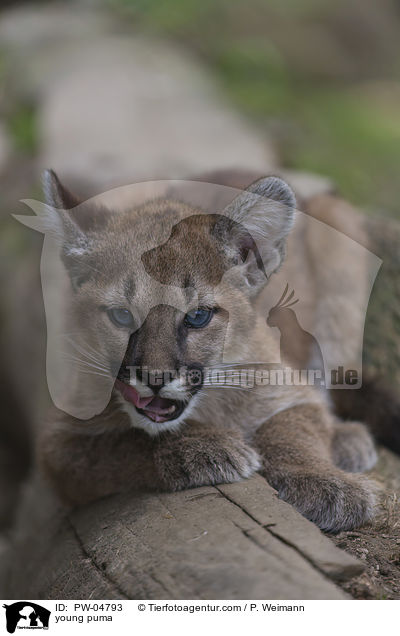 young puma / PW-04793
