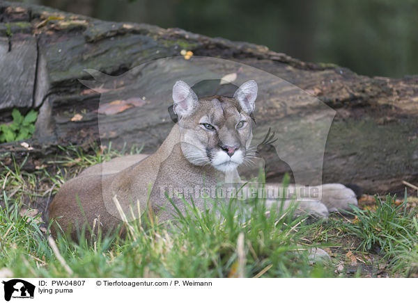 lying puma / PW-04807