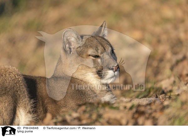 lying puma / PW-04846