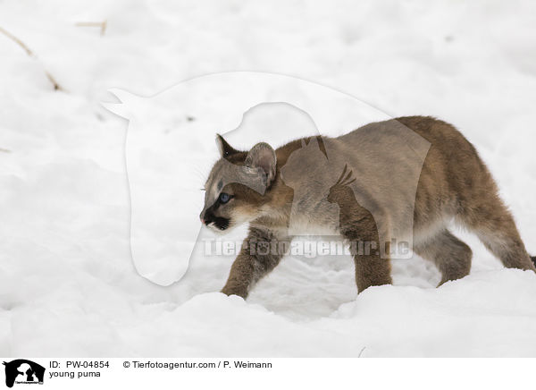 young puma / PW-04854