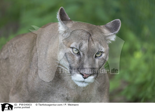 Puma Portrait / puma portrait / PW-04903