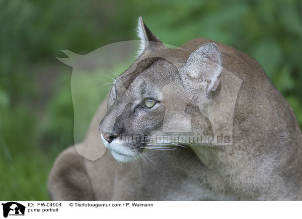 Puma Portrait / puma portrait / PW-04904