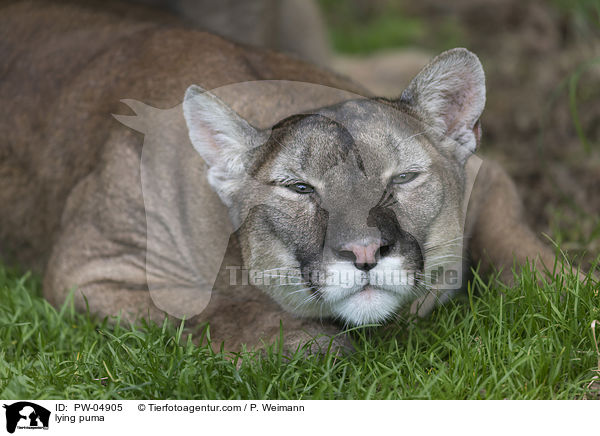 liegender Puma / lying puma / PW-04905
