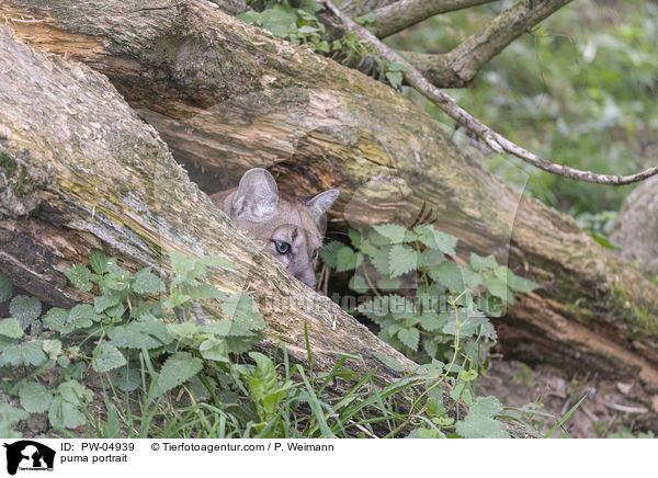 puma portrait / PW-04939