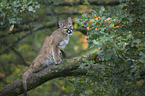 young puma