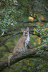 young puma