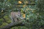 young puma
