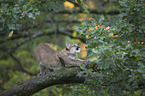 young puma