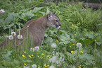 sitting puma