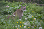 sitting puma